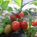 영애농장 이미지