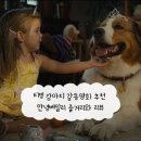 이든농장 | 티빙 강아지 감동영화 추천 안녕베일리 줄거리와 리뷰