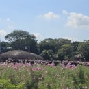 숨비기낭 이미지