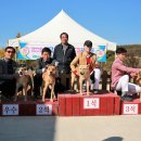 청주진도견연구소 이미지