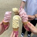 청평찹쌀꽈배기 | 젊은이들의 여름휴가 1일 차(99골해수손두부, 청평찹쌀꽈배기, 남이섬, 스위티안 호텔&리조트, 드림닭갈비)