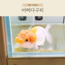 어쩌다구피