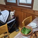 GR(전라남도)-[고산로]-상-4 | [해남 맛집] 대흥사 닭코스 &#34;정든집&#34; 애견동반 방문 후기