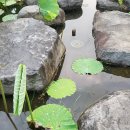 부여손칼국수 Daum카페