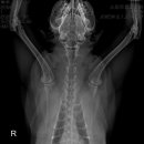 스마트동물병원 군자점 이미지