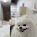 엠케이MK다이어트