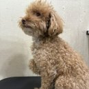 둥둥펫살롱 이미지