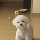 러블리독스 이미지