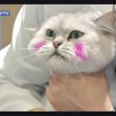 고파 이미지