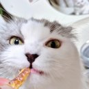 아이키츠 이미지