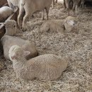 삼양안경만들기 이미지