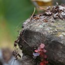 석탑마을 이미지