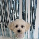 바오그루밍 이미지