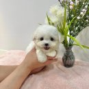 엘린퍼피 이미지