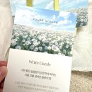 기분 좋은 향기가 은은하게 퍼지는 센티드 화이트 대즐 들꽃의 향 💐 라운드어라운드 신제품 솔직후기