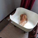 중성화 수술 완료. 아프니까 청춘이다(장난해?).