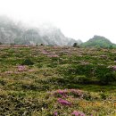 고향꽃화원 이미지