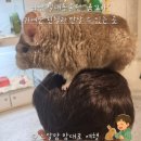 꼬마수학자들의 책 놀이터 | 곰꼬마 하남 실내동물원 동물 좋아하는 아이랑 갈만한 곳 친칠라 교감체험 대만족 후기