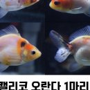 쿠키네물방