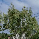 송산주택 이미지