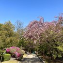 경희대학교 | [용인] 겹벚꽃 명소 ‘경희대학교 국제캠퍼스’ 산책 후기! 실시간 개화 현황, 주차, 주요 스팟 정리