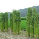 문호장 발자국 이미지