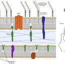 lipopolysaccharide의 이해!! 이미지