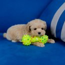 강아지분양 멍블랑 인천청라본점 이미지