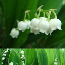 Lily of the valley (은방울꽃) 이미지