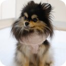 가볍게 입고 다니는 <b>보니앤독</b> 패딩하네스