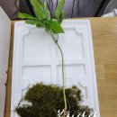 봉화산삼