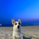 BG독케어센터 이미지