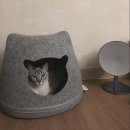 우리집 반려묘를 위해, 귀염뽀짝 울리 캣하우스 [+고객 포토후기]