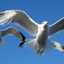 갈매기의 꿈 이미지