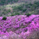 4월11일 (일요일) 정기산행 -강화도 고려산 436m 진달래 축제 -초급 근교산행- 공지.. 이미지