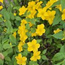 용동농장 이미지