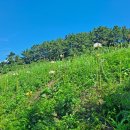 노랑 상사화, 그리움은 실망과 미움으로! - 부안군 변산면 변산마실길 2~3코스, 그리고 닭이봉(85.7)~ 이미지