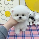 달링동물병원 이미지