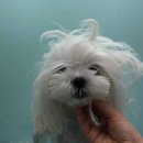 소풍애견미용 이미지