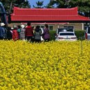 맹방유채꽃마을 이미지