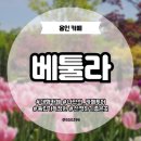 [용인] 대형카페 |베툴라| 베이커리 대규모튤립정원 자작나무숲 주차 입장권 후기