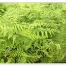 고사리재배