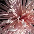 풀잎사랑 이미지