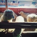 강릉목장 이미지