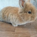 토린세스 이미지