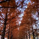 담양군금성면덕성보건진료소 | [전남/담양] 일출에 피어오르는 담양 담순로 메타세쿼이아 가로수길 ~