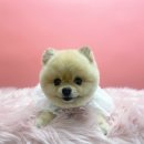 즐거운애견미용실 이미지