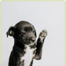 한결동물의료센터 이미지