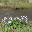 Blue Violet