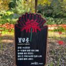 꽃무릇공원 | 서울 꽃무릇 명소 - 상암동 하늘공원 메타세콰이어길 시인의거리 꽃무릇 만개 방문후기